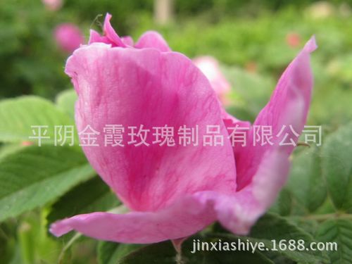 你想了解平阴玫瑰文化吗?