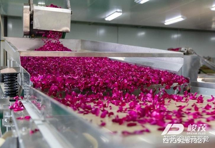 鲜玫瑰花瓣色选机玫瑰花中含有300多种化学成份,常食玫瑰制品中以柔肝
